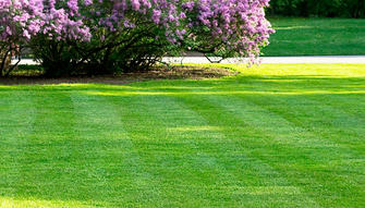 Lawns: The Green Heart of Urban and Rural Landscapes